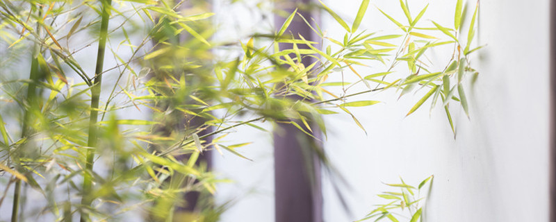 夏天栽竹子能成活吗 夏天种竹子怎么成活