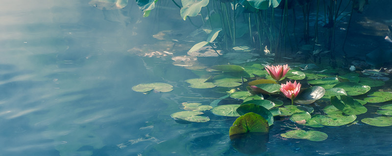 荷花象征着什么（荷花象征着什么品质的人）