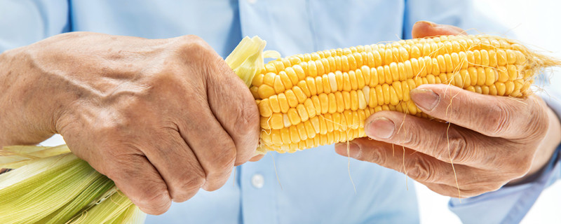 玉米心叶发白什么原因 玉米叶发白是怎么回事