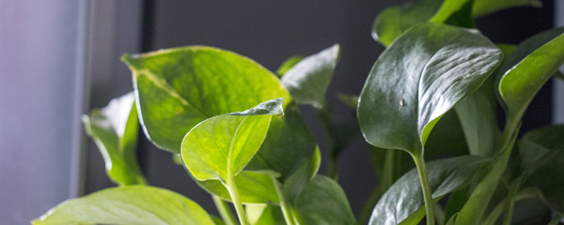 绿萝叶子发黄解决方法(绿萝叶子发黄解决方法小妙招?)