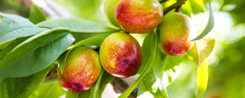 桃树修剪技术（桃树修剪技术 春天）