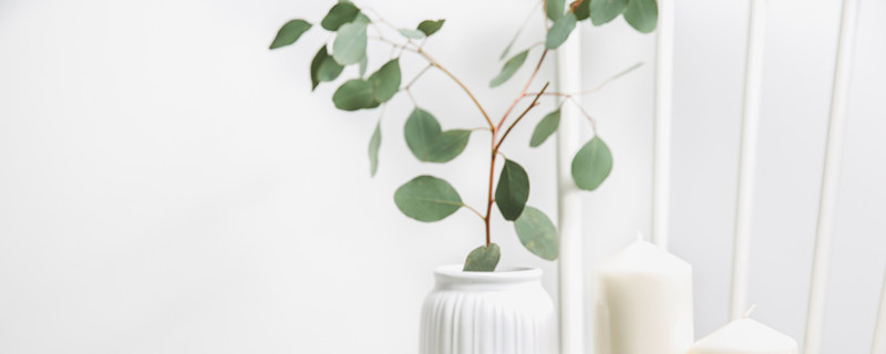 尤加利花语 尤加利叶花语