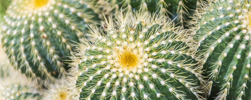 水培仙人球的方法 仙人球可以水培养吗