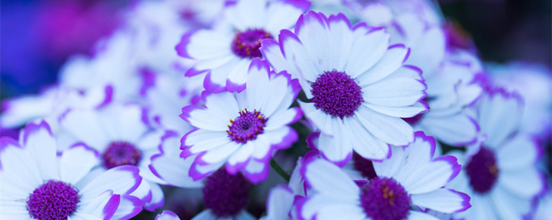 瓜叶菊花语 瓜叶菊花语蓝紫色