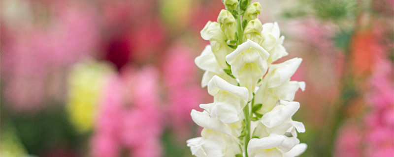 金鱼草的主要价值(金鱼草观赏价值)