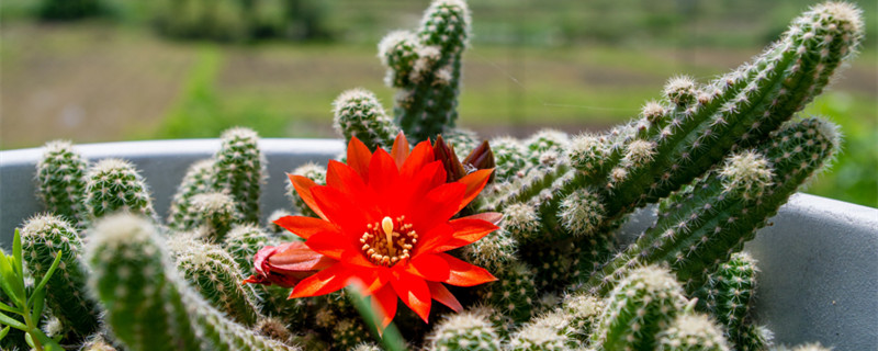 仙人球怎么养 仙人球怎么养才会开花