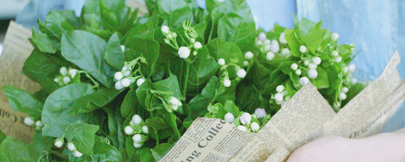 茉莉花移栽注意事项 茉莉花移植注意事项