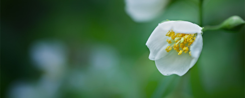 茉莉的养殖方法 茉莉的养殖方法及修剪视频