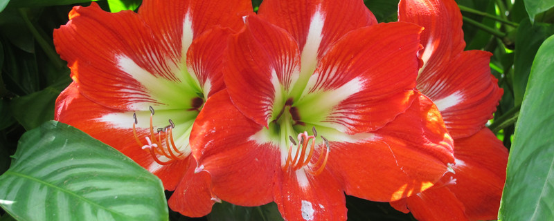 木芙蓉花什么时候开花（木芙蓉播种几年开花）