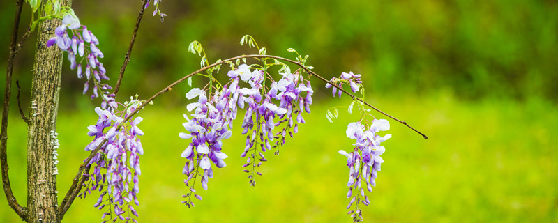 紫藤萝什么时候开花(紫藤萝什么时候开花?)