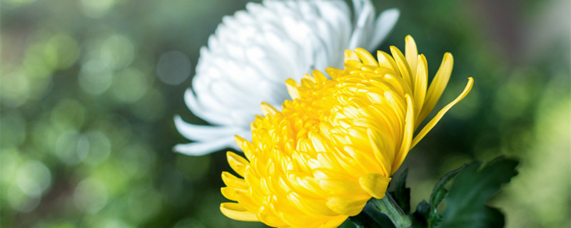 菊花什么季节开（菊花什么季节开的花）