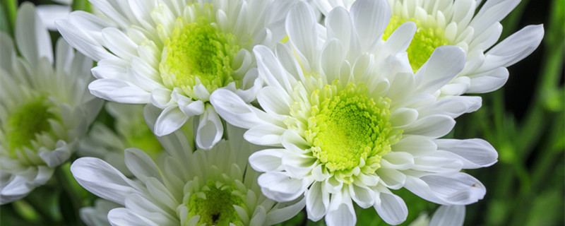 冬菊的花语是什么（冬菊花的花语是什么）