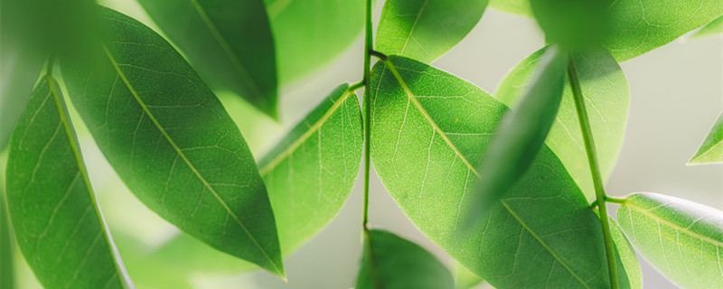 绿萝怎么养才能更旺盛 绿萝怎么养才能更旺盛酱油