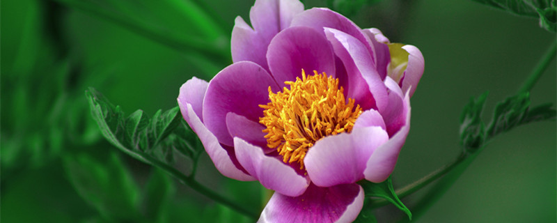 中国国花是牡丹还是梅花（中国国花是牡丹还是梅花2022）