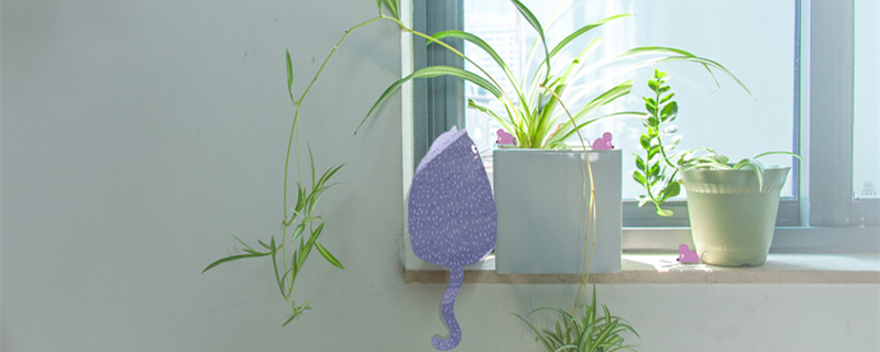 金边吊兰的养殖方法 金边吊兰怎么养才能更旺盛