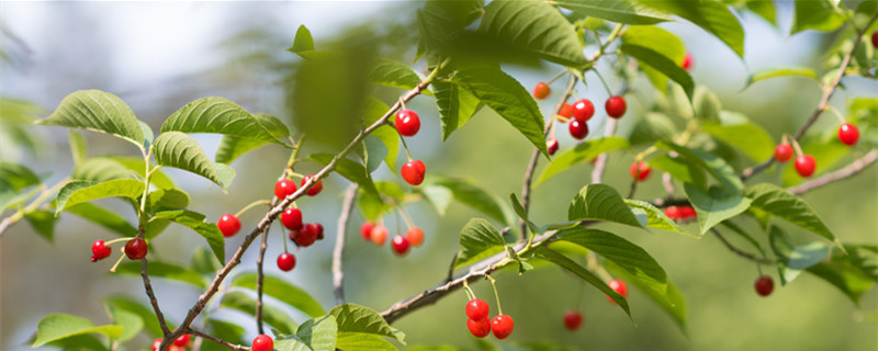 樱桃种子不去壳能发芽吗 樱桃种子怎样处理才能发芽