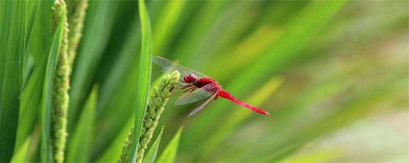 蜻蜓吃什么 蜻蜓吃什么害虫