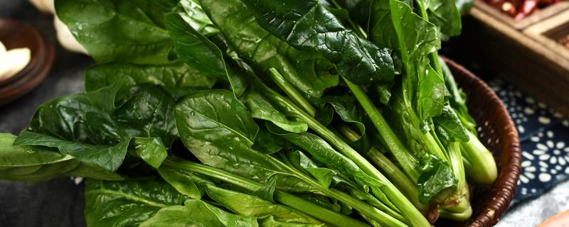菠菜怎么种植，菠菜怎么种植方法（菠菜的种植方法）