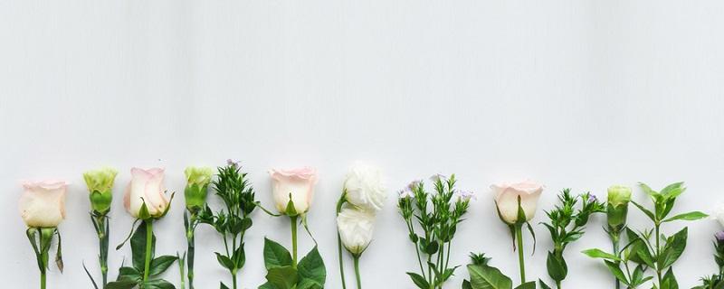 给母亲送康乃馨的禁忌（为什么康乃馨适合送给母亲）