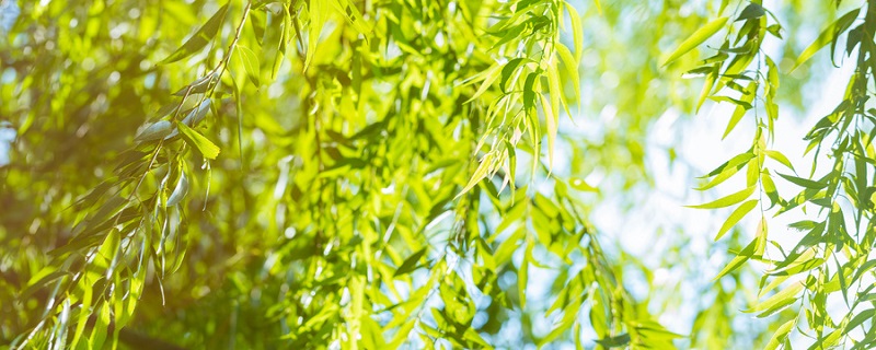 裸子植物和被子植物主要区别 裸子植物和被子植物主要区别在哪儿