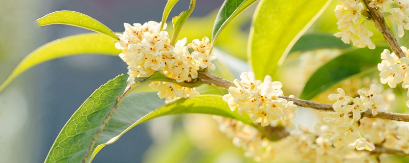 桂花泡水喝的9大禁忌（桂花泡水喝的9大禁忌桂花香泡脚桂花香泡酒）