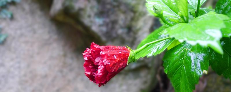 扶桑花为什么叫死人花（扶桑花为什么叫扶桑花）