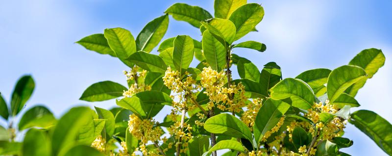 桂花树什么时候修剪枝条最好 桂花树几月份修剪枝条最好