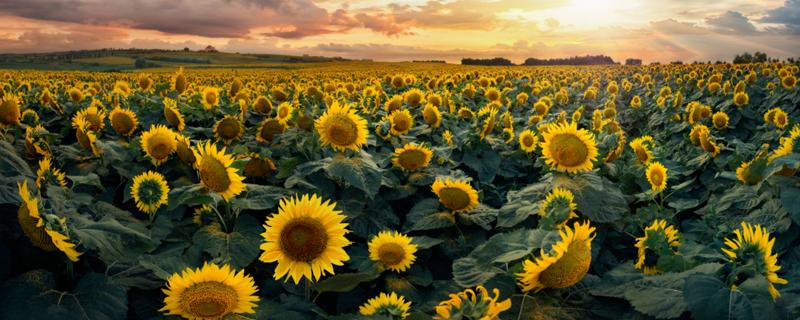 父亲生日送什么 父亲生日送什么礼物好