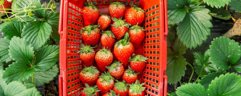 草莓是哪个季节的 草莓是哪个季节的食物