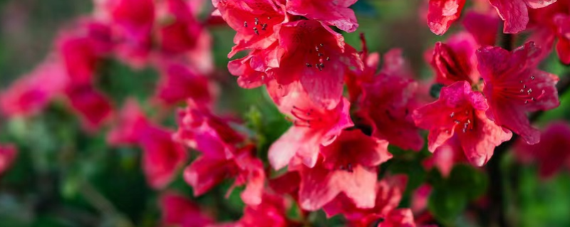 杜鹃花开的时候（杜鹃花开的时候歌曲）