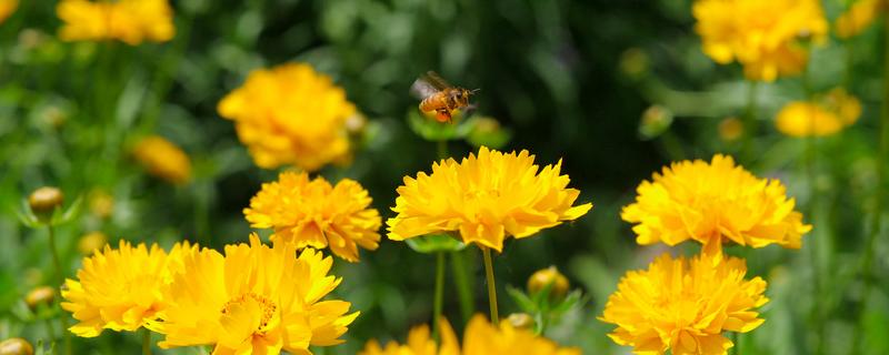 加拿大一枝黄花的危害(加拿大一枝黄花的危害及防治方法)