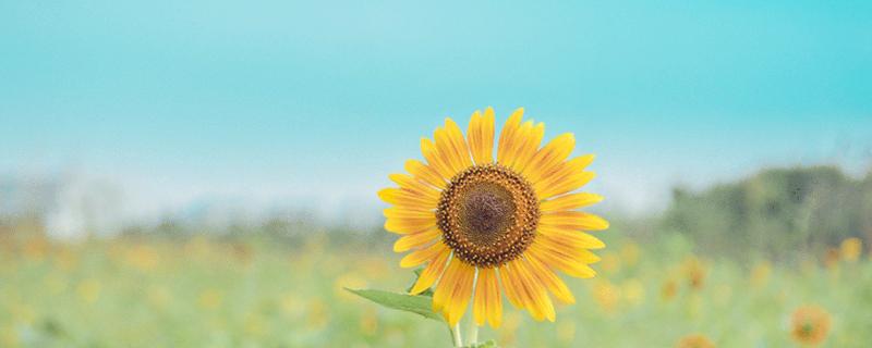 杂交油葵有什么特点,油葵的种植技术