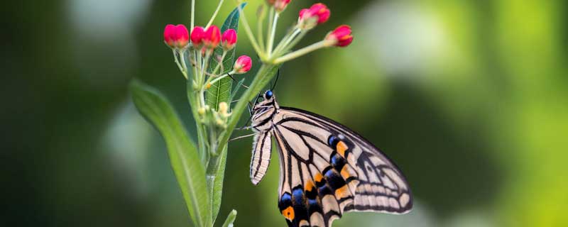 凤尾蝶有什么象征意义（凤尾蝶的价值）