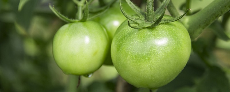 青番茄能吃吗 没熟的青番茄能吃吗