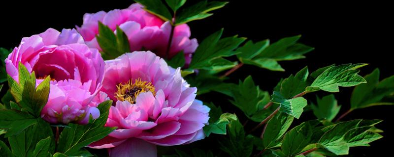 八月种什么花种子 适合种什么花种子