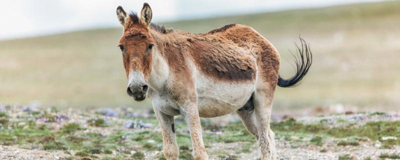 驴蹄子为什么要修剪（驴蹄子为什么要修剪视频）
