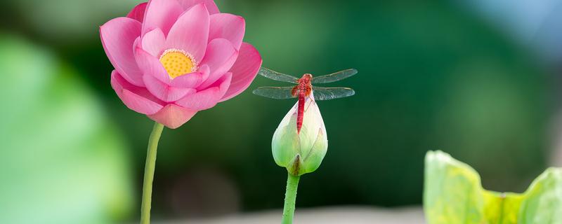 莲花的象征意义（莲花的象征意义和精神）