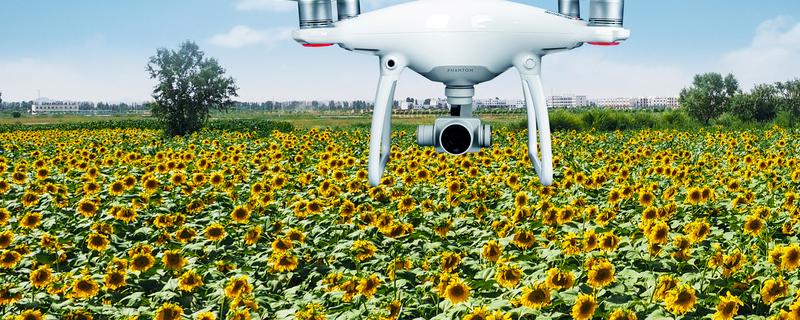 油葵病虫害如何防治，油菜花病虫害（油葵病虫防治与施肥）