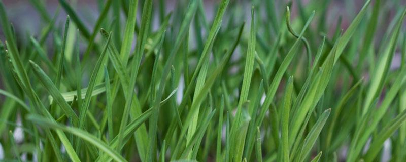 韭黄和韭菜的区别 韭黄和韭菜的区别是什么
