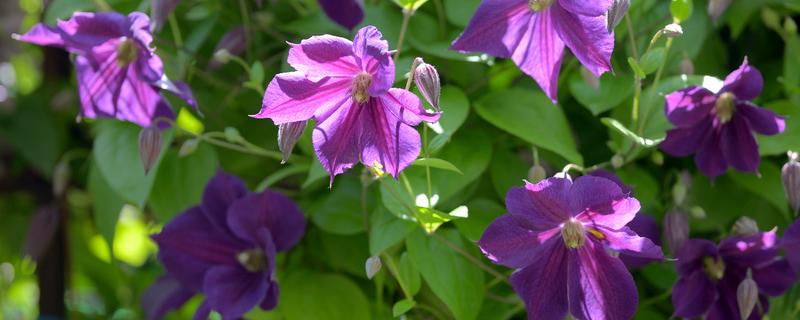 铁线莲为什么第一年不能地栽（铁线莲一年苗能开花吗）