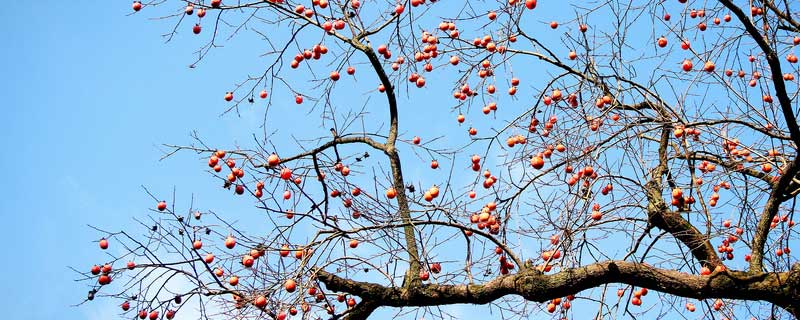 硼砂对果树起什么作用 过多的硼砂对果树的影响