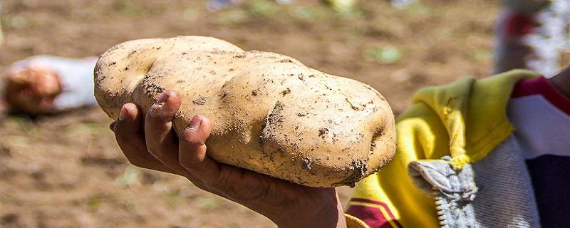 马铃薯产地（中国最好的马铃薯产地）