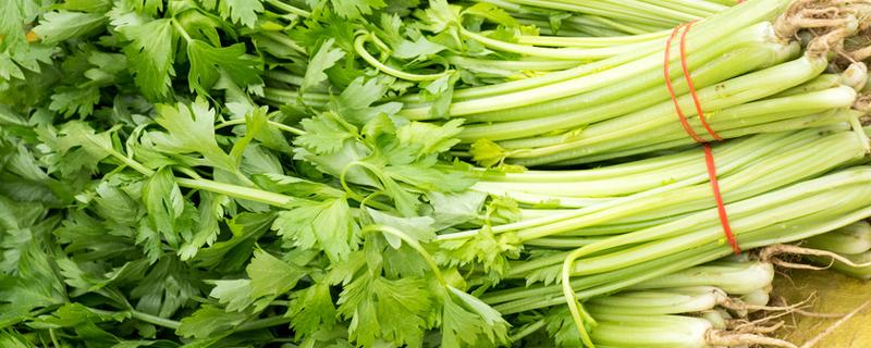 芹菜如何种植，芹菜怎么种植方法 怎样种植好芹菜