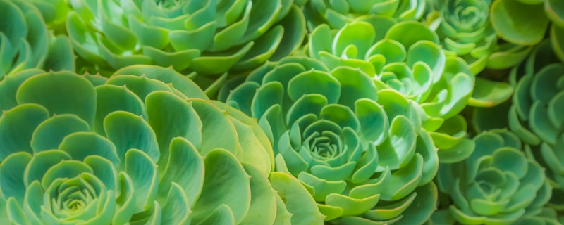 绿爪多肉怎么养 绿爪多肉怎么养出状态