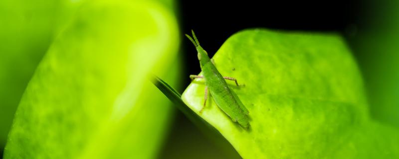 蚂蚱吃什么食物长得快（蚂蚱经常吃什么食物?）