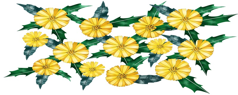 5月份开的花有哪些 5月份开花的有什么花