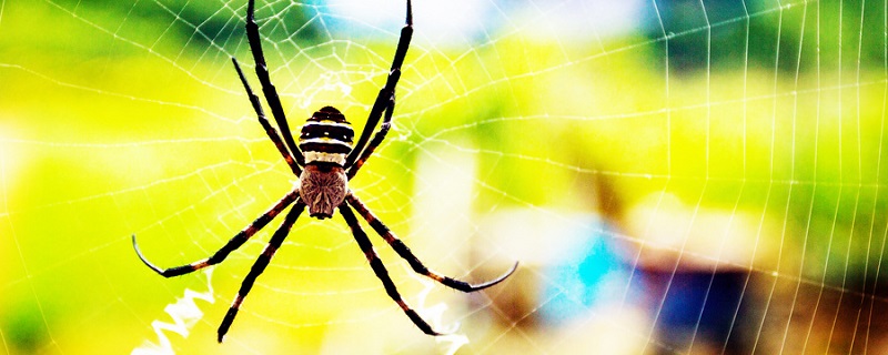 蜘蛛是昆虫吗（蜗牛是昆虫吗）