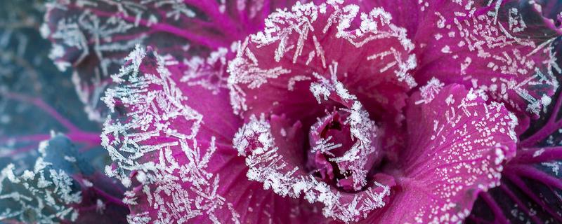 甘蓝怎么种植，甘蓝怎么种植和管理（甘蓝怎样种植）