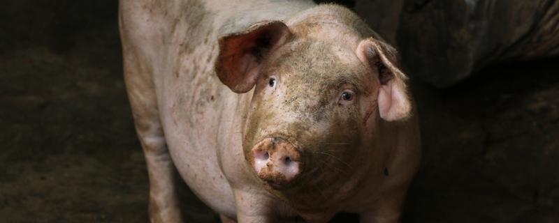 大猪正常体温是多少,大猪正常体温是多少度