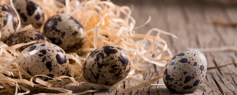鹌鹑多久开始产蛋 鹌鹑多久开始产蛋抱窝